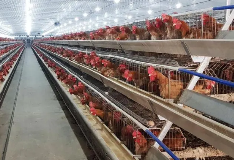 物联网家禽养殖环境监测设备解决方案_物联网智能养鸡场设备 - 东胜